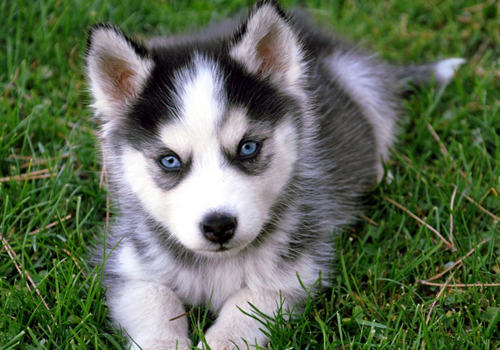 孩子与哈士奇相处要注意哪些问题