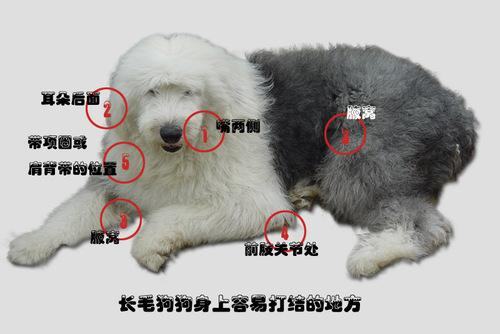 狗狗毛发篇之毛毛容易打结的地方