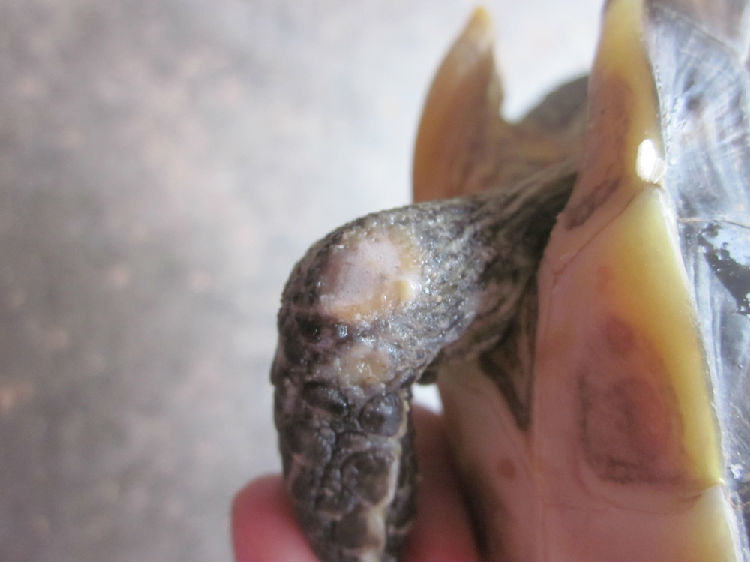 花龟前肢关节皮肤糜烂病例 花龟前肢关节皮肤糜烂病例