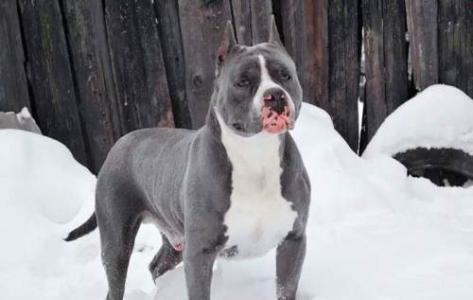 斯塔福犬怎么样？斯塔福犬的优缺点