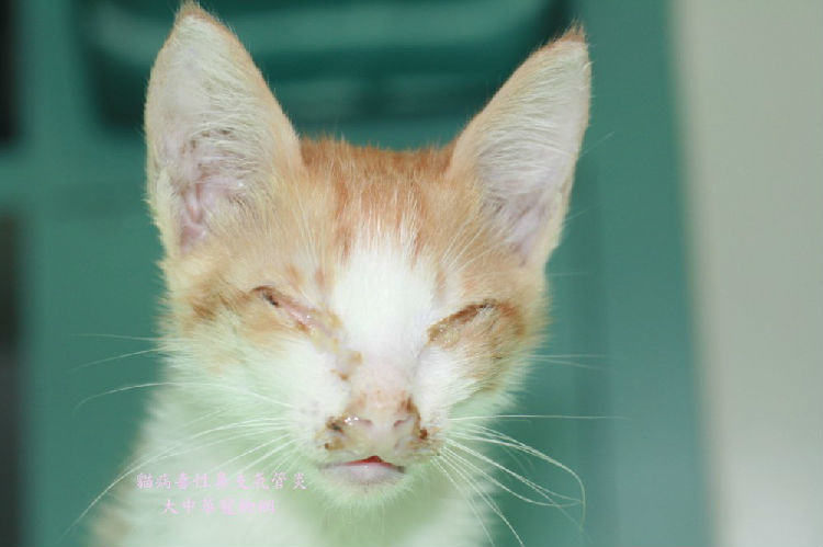 猫病毒性鼻气管炎简介