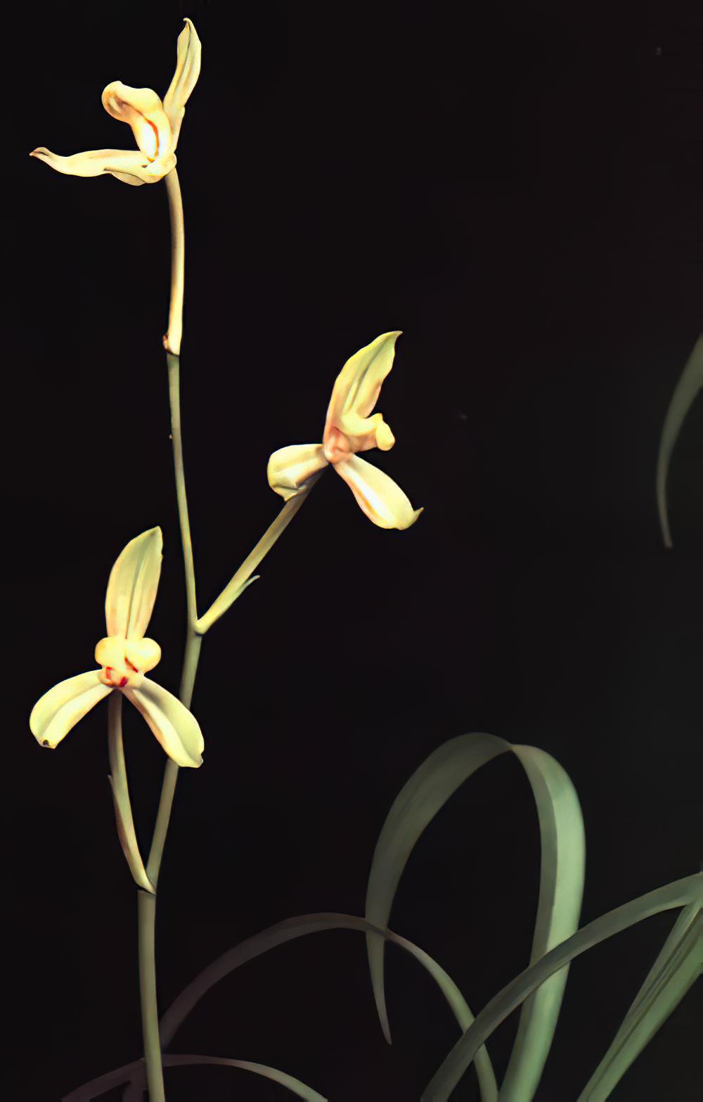 金蜂