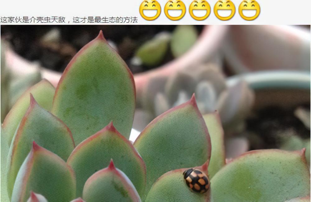 你们那些冶介壳虫的方法都弱爆了，我这个才是最生态的