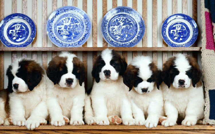 圣伯纳犬的智商高不高