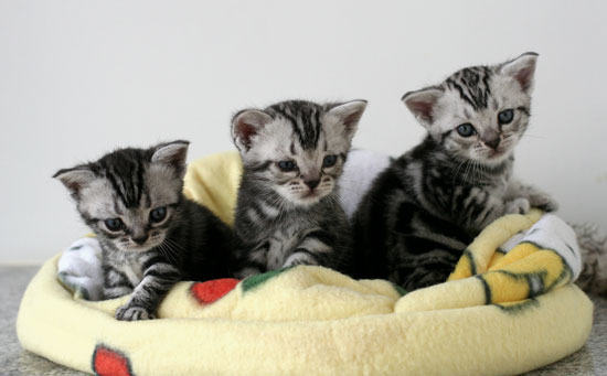 幼猫的饮食注意事项 幼猫的饮食注意事项