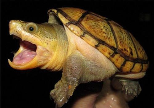 观赏龟养护之窄桥匣龟