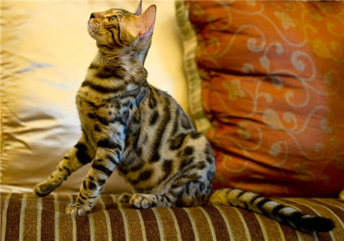 老猫常见的疾病有哪些 老猫常见的疾病有哪些