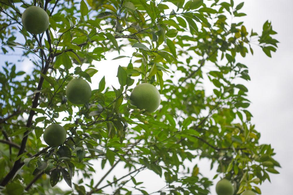 柚子种子发芽的条件和种植要求