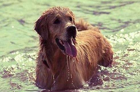 狗狗每天需要吃多少粮食？