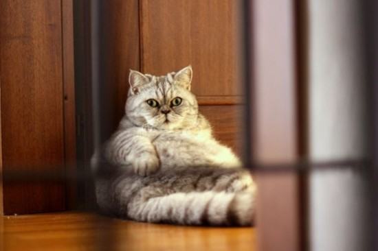 猫咪肥胖症的判断与原因