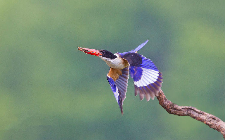 翡翠鸟的品种介绍