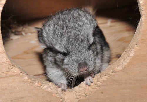 龙猫进行长途运输时注意什么 龙猫进行长途运输时注意什么