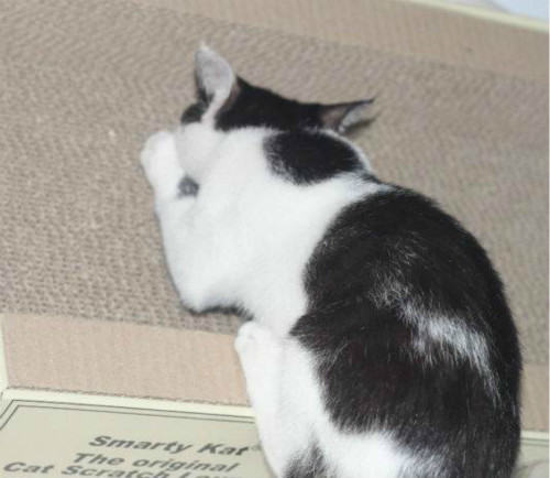 猫抓沙发太烦恼如何解决