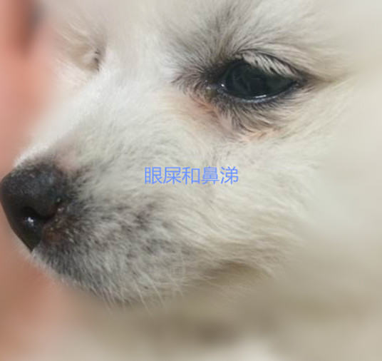 犬瘟细小那点事