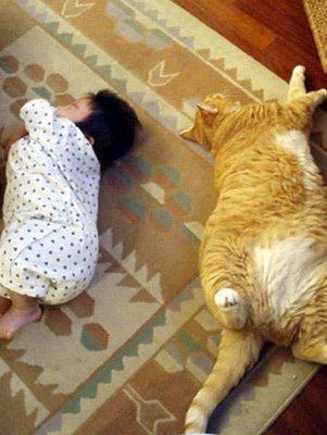 如何培养猫咪的作息时间?