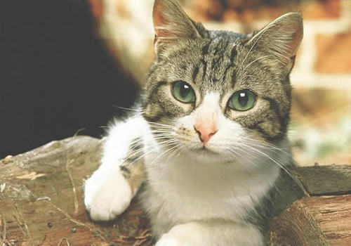 导致猫咪身体消瘦的原因有哪些？如何解决？