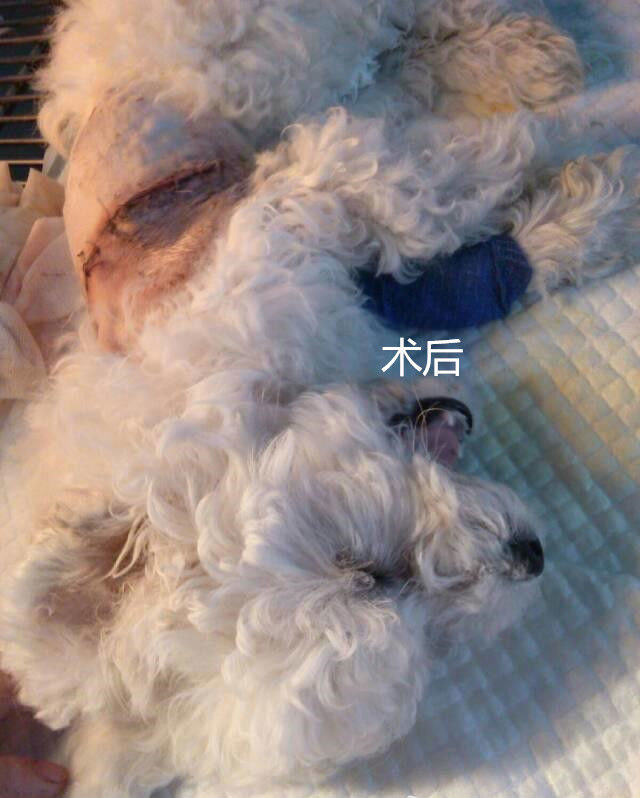 比熊的永久性右位主动脉弓病例分析