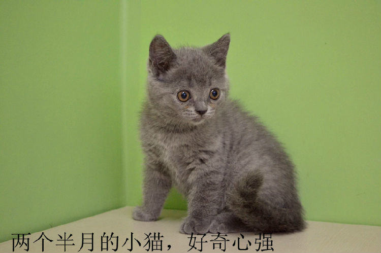 从猫咪牙齿推算猫咪年龄