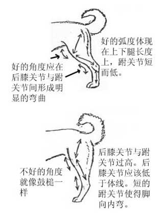 哈士奇的标准是什么