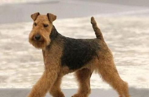 万能梗怎么样？万能梗的缺点