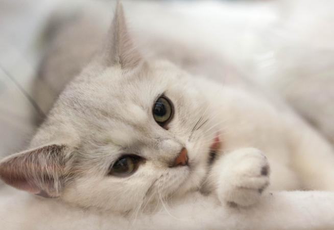 给猫咪选择玩具的三个注意点