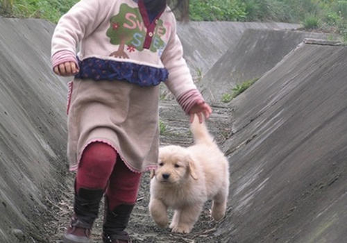 为什么狗狗喜欢追着小孩
