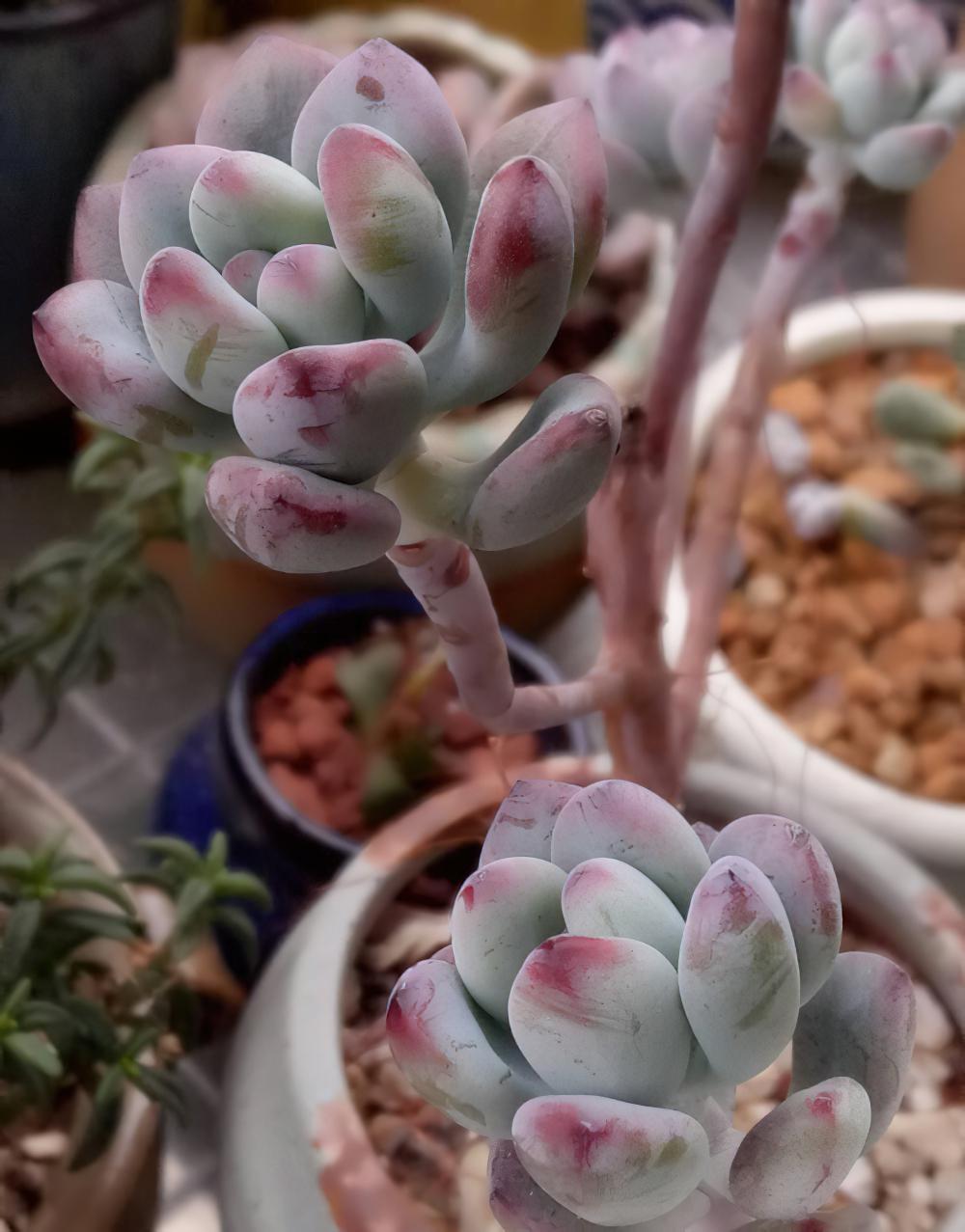 冻雨中我是那坚强的雪莲花，1°——7°露养的肉肉都是坚强的孩子
