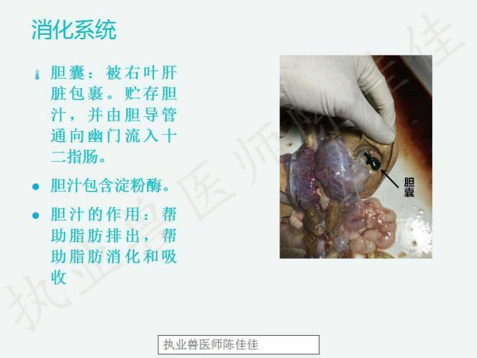 龟的消化系统、循环系统、淋巴系统介绍