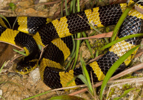 最最致命的毒蛇——金环蛇