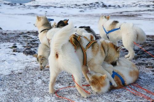 格陵兰犬为什么没人养？格陵兰犬优缺点介绍