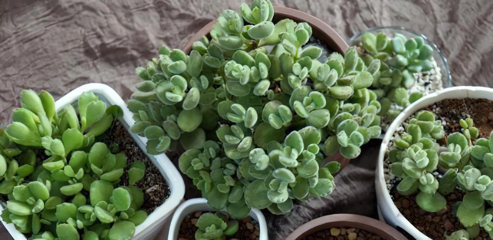 专业养熊三年有余：为被世人冤枉的多肉植物小熊（熊童子）正名