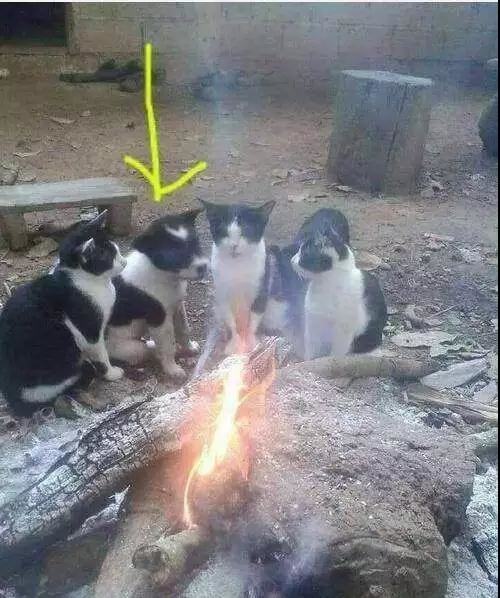 冬天猫咪怎么养？猫咪烤糊了怎么办？