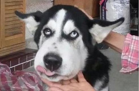 怎么知道狗狗的耳朵是不是有问题？