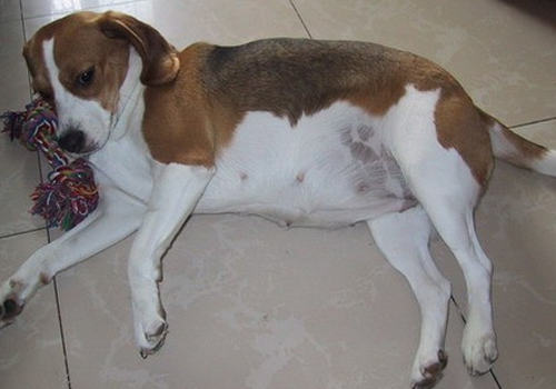 狗狗怀孕应注意什么