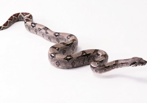 蛇的给药方法有哪些