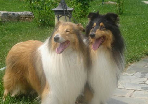 苏格兰牧羊犬会咬人吗