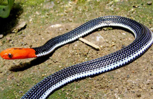 十分神秘炫酷的蛇——蓝长腺珊瑚蛇