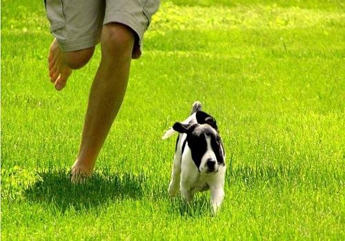 适合一起晨跑狗狗都有哪些品种？