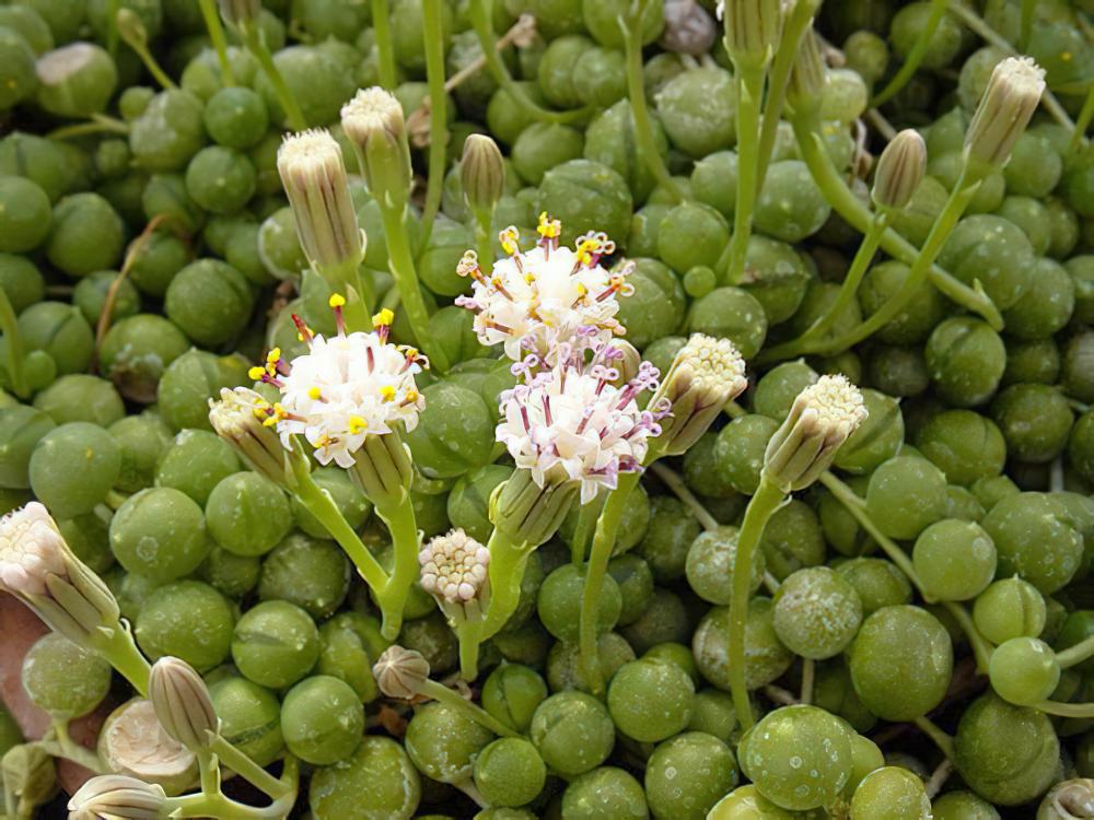 佛珠Senecio rowleyanus