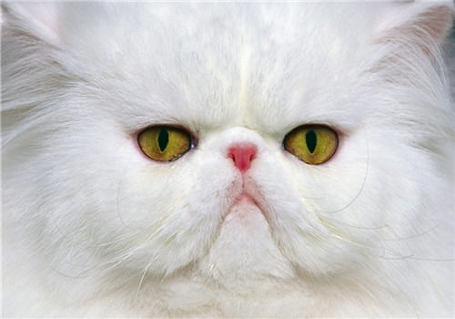 猫咪为什么会感染寄生虫？