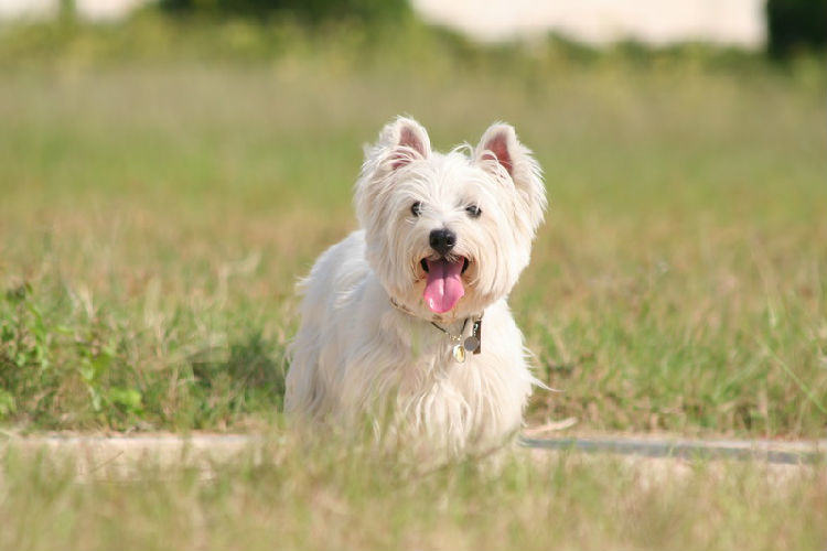 秋冬季节狗狗的护理要点 秋冬季节狗狗的护理要点