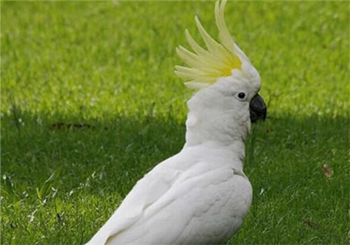 葵花凤头鹦鹉的品种简介 葵花凤头鹦鹉的品种简介