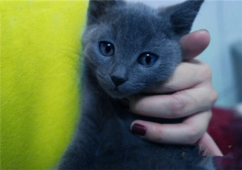 俄罗斯蓝猫多少钱一只？