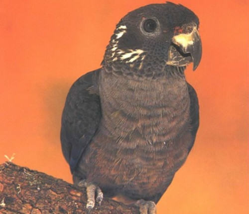 暗色鹦鹉的喂食要点