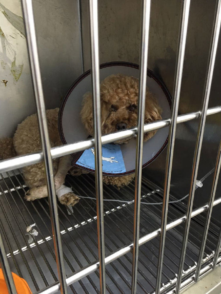 贵宾犬股骨头坏死的治疗经验