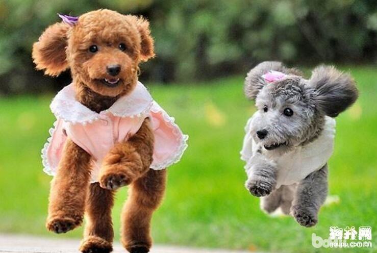 夏日带狗狗出行需要注意的四件大事