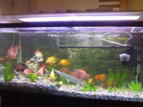 谈谈鱼缸上滤与鱼缸过滤桶