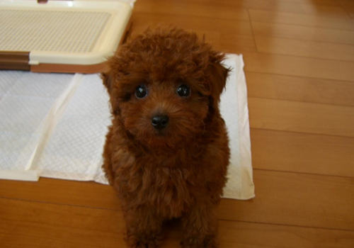 怀孕的泰迪犬吃什么