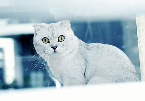 猫咪为什么会过敏