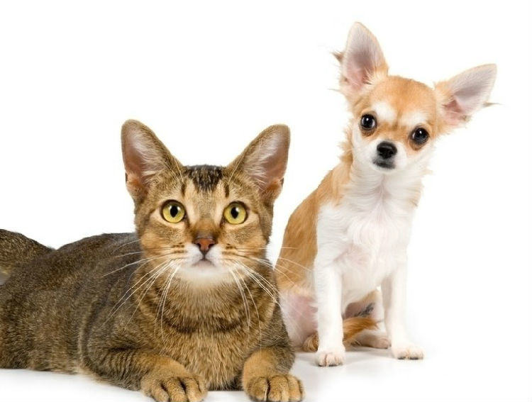 【测试】你适合养狗还是养猫